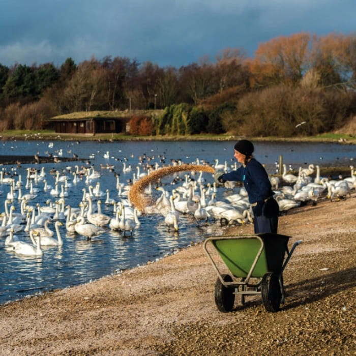 Woman feeding whooper swans